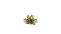 Laser Plants - Dumb Cane