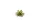 Laser Plants - Dumb Cane